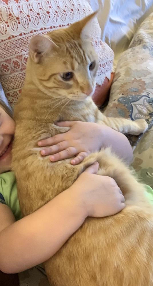 Image of Mr. Cheese, Lost Cat
