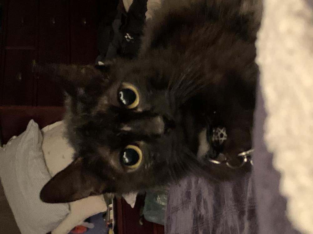 Image of Demon kitty, Lost Cat