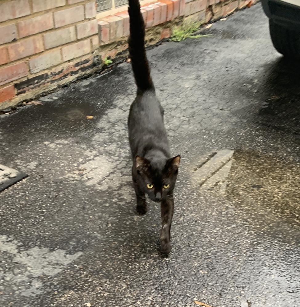 Image of Black cat, Found Cat