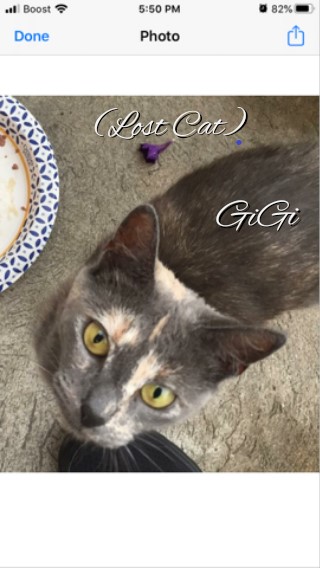 Image of GiGi, Lost Cat