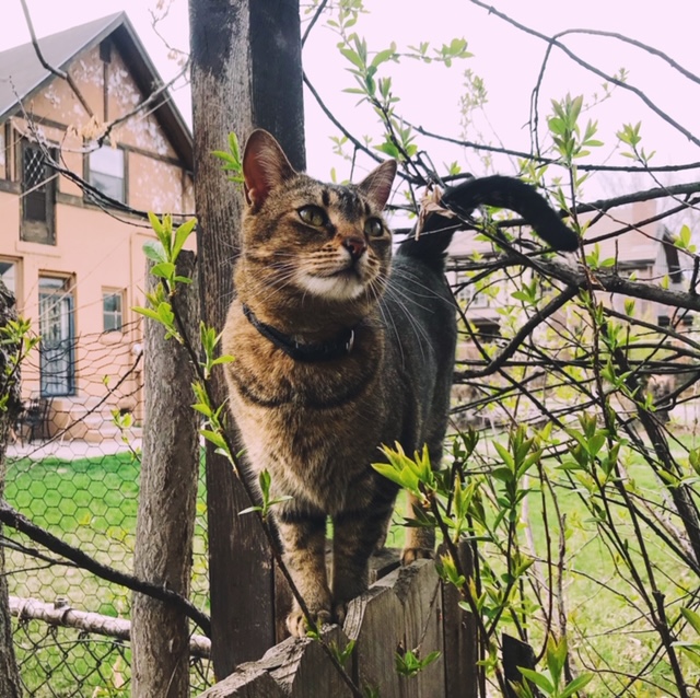 Image of Kodak, Lost Cat