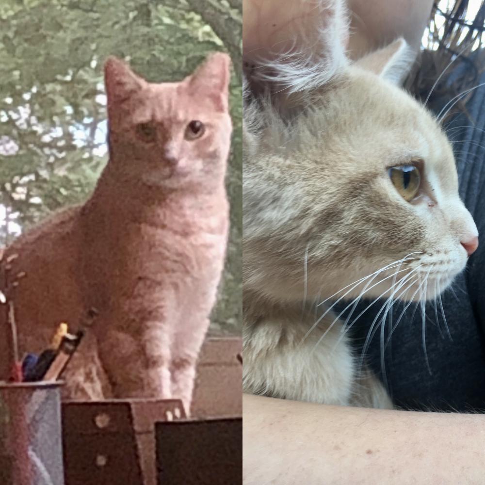 Image of Jarvis, Lost Cat