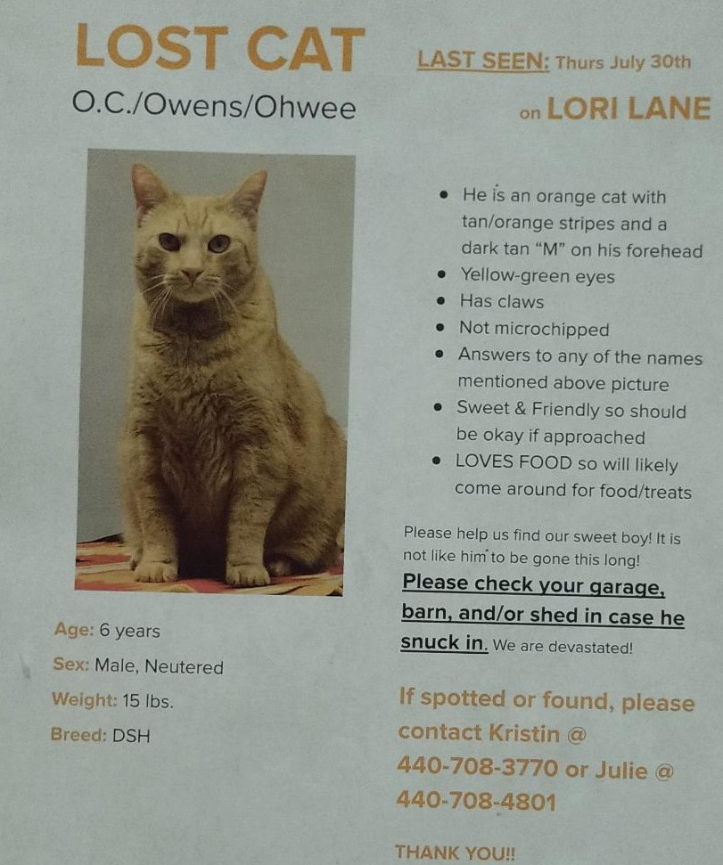 Image of Ocie, Lost Cat