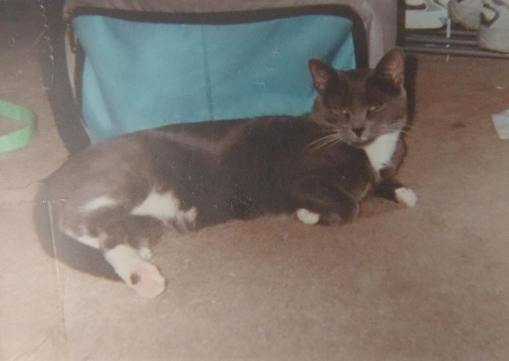 Image of Baby Karlsen, Lost Cat