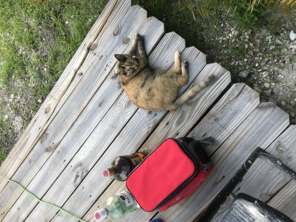Image of Sandy, Lost Cat