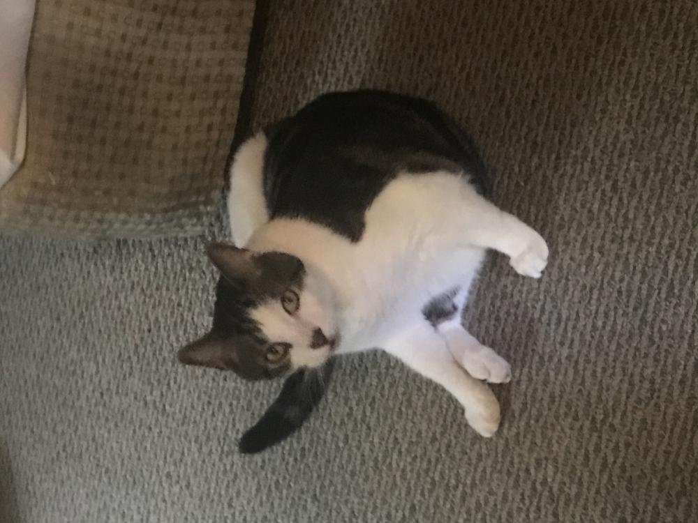 Image of Timmy, Lost Cat