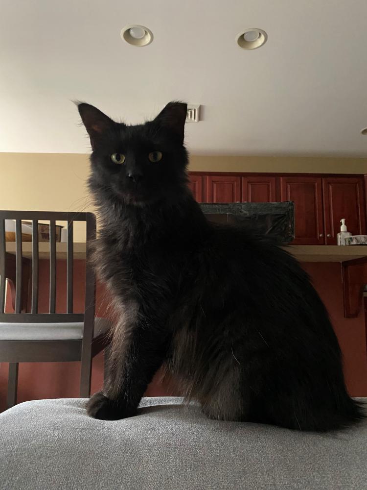 Image of T'Challa, Lost Cat
