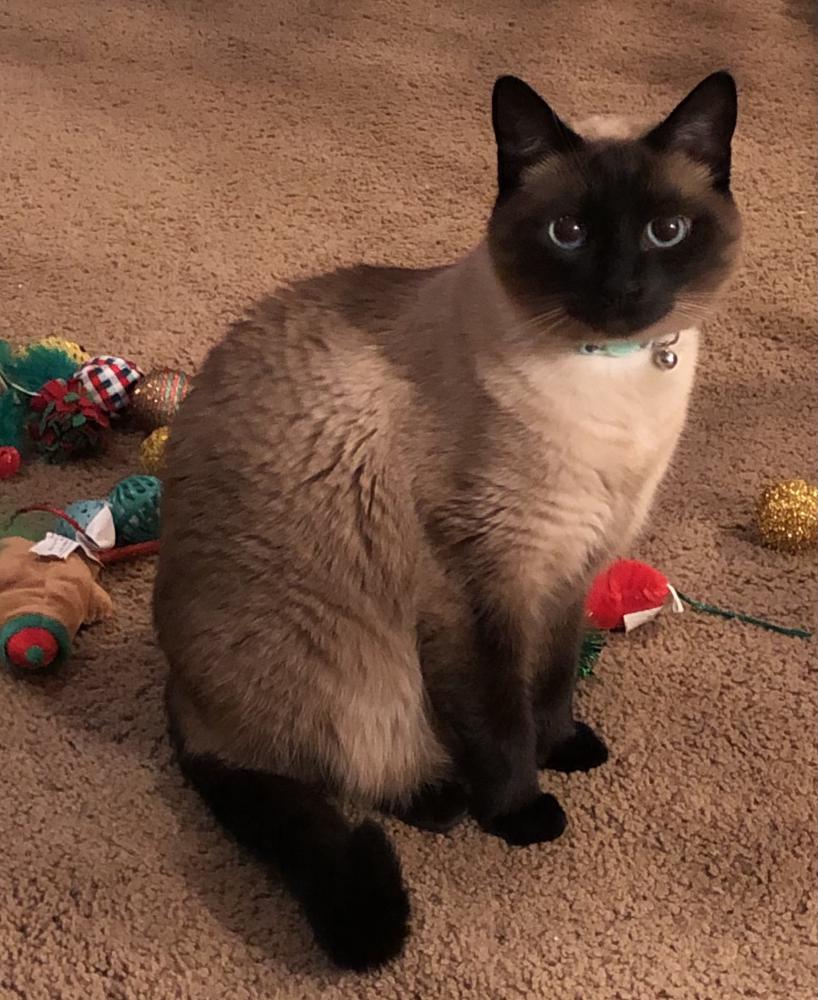 Image of Faithy, Lost Cat
