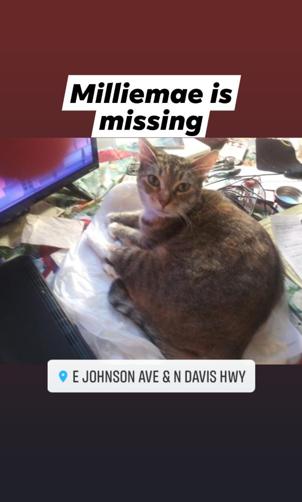 Image of Milliemae, Lost Cat