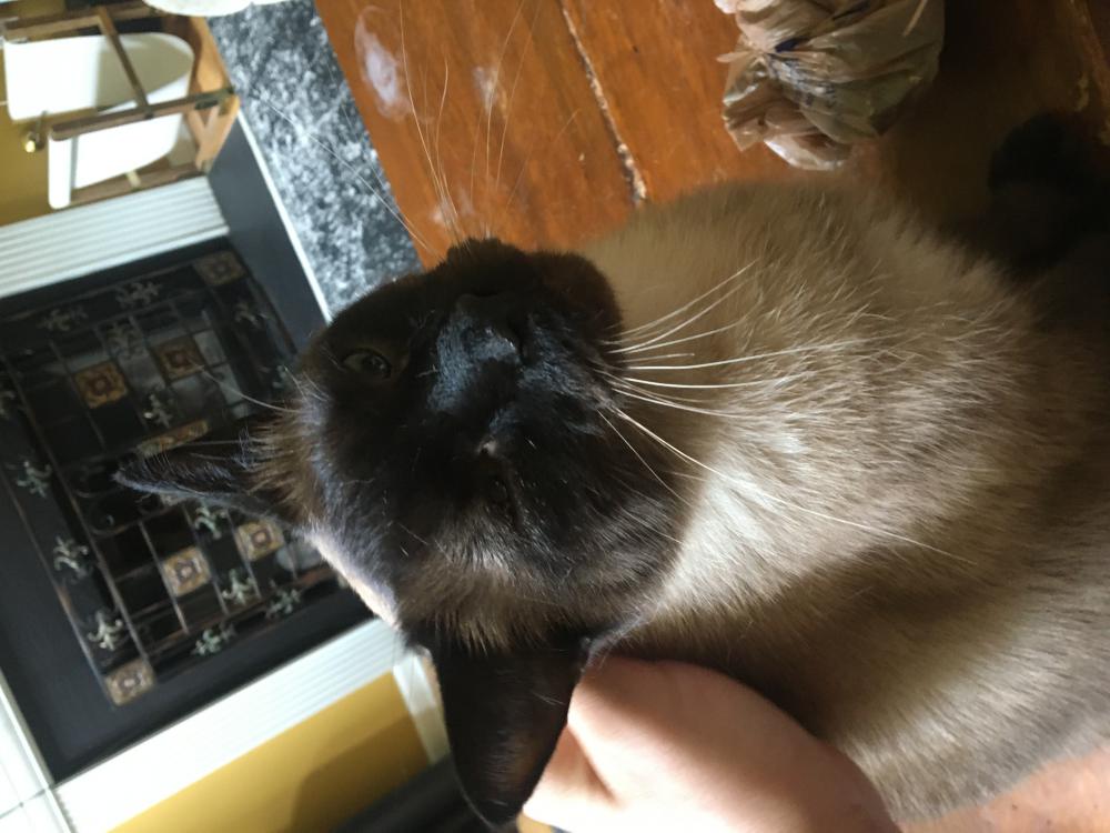 Image of Oberyn, Lost Cat