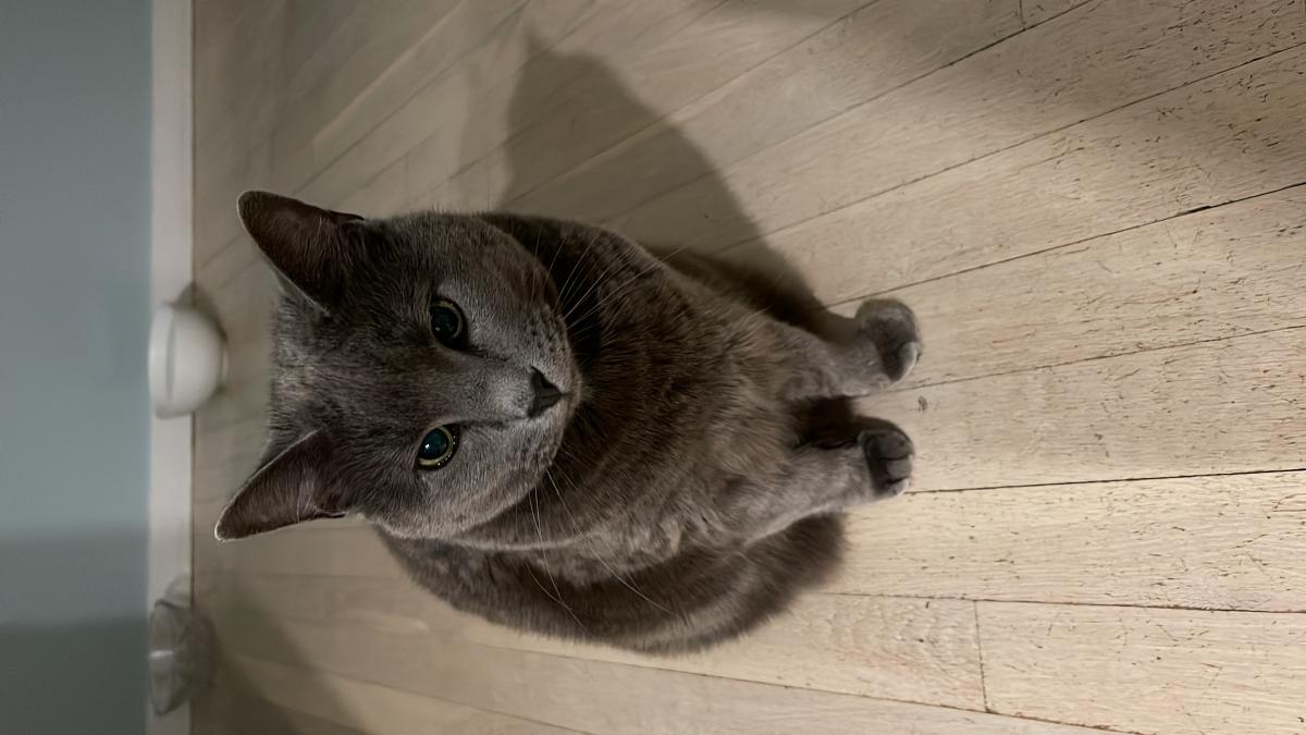 Image of Mina, Lost Cat