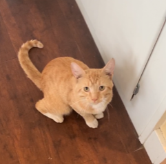 Image of Butterfinger, Lost Cat