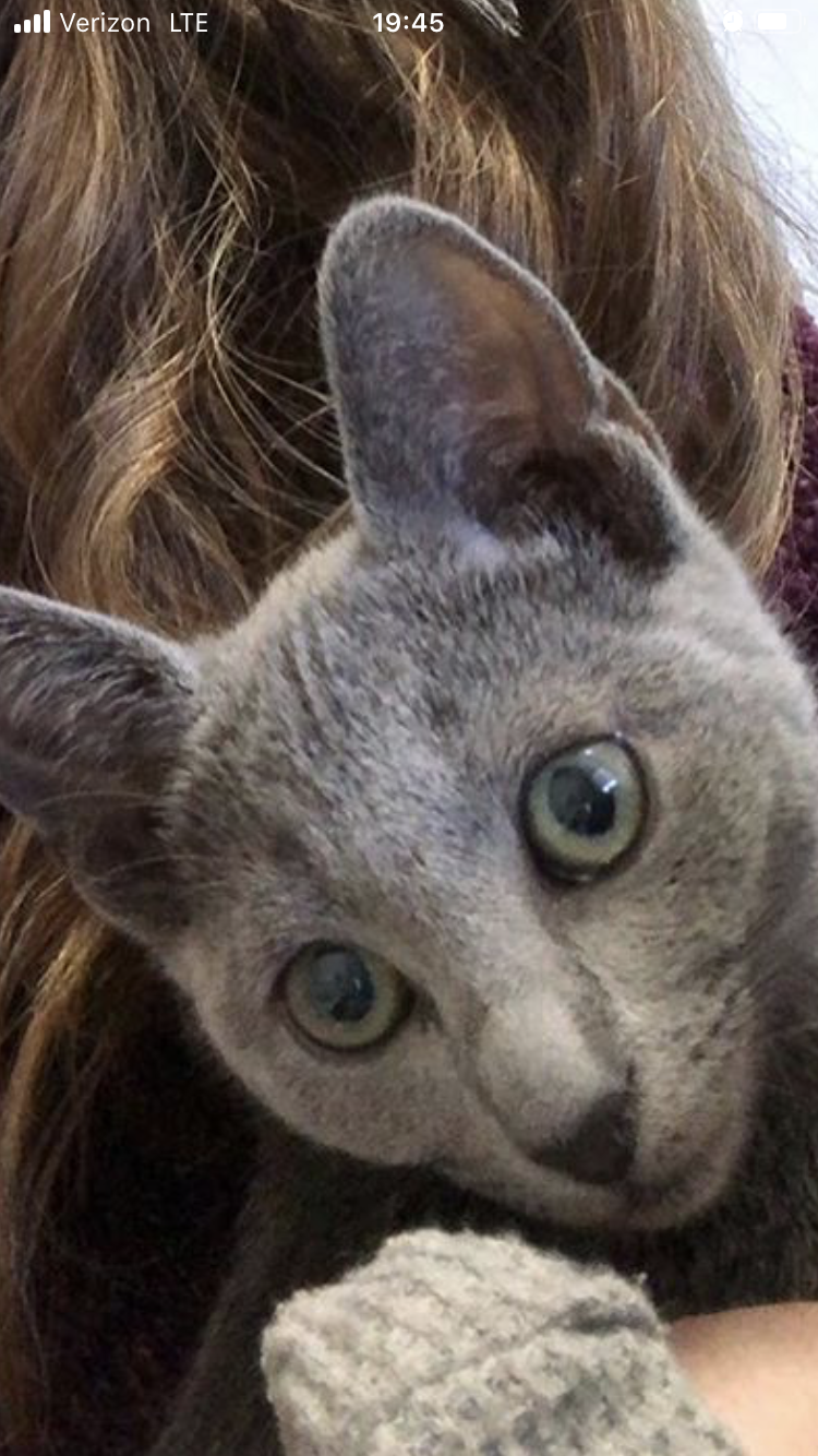 Image of blue, Lost Cat