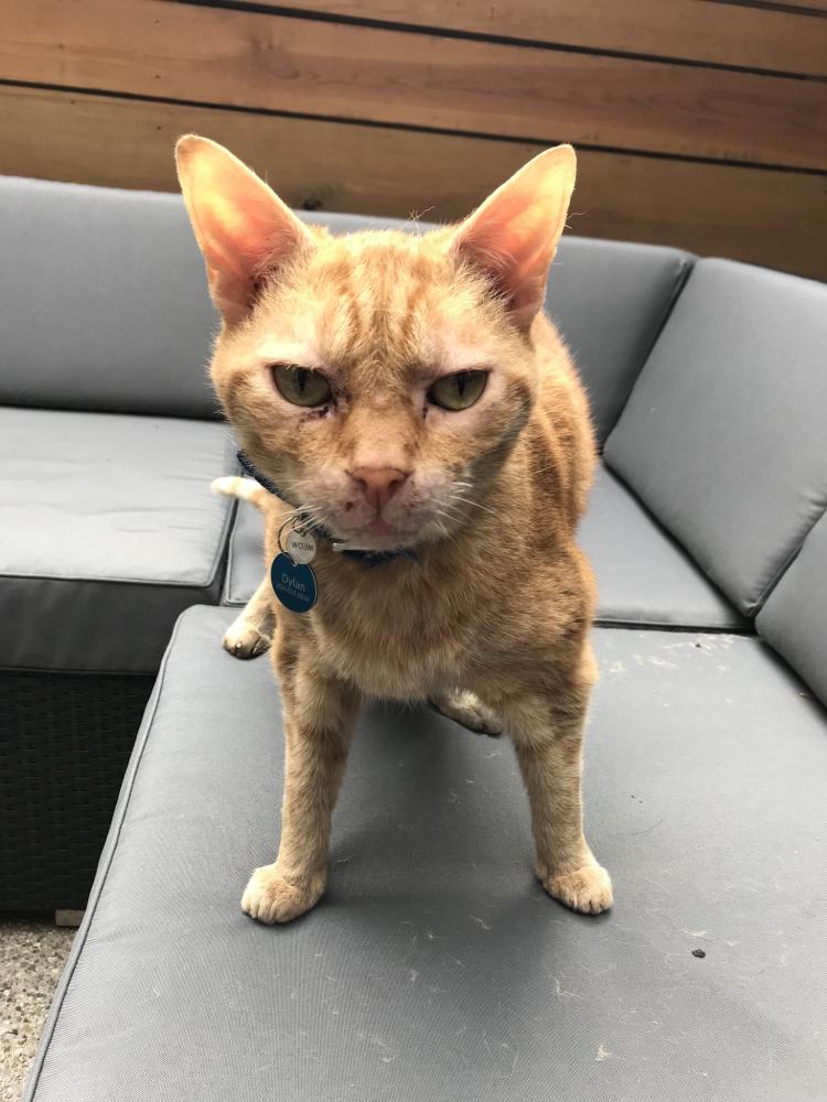 Image of Dylan, Lost Cat