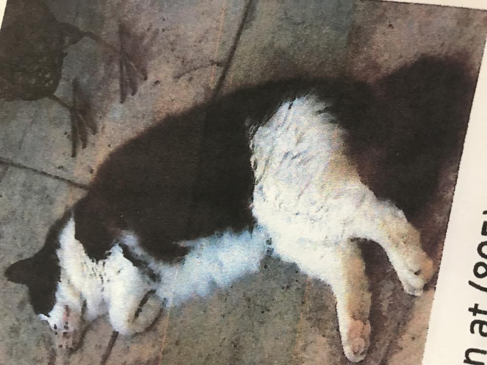 Image of Oreo, Lost Cat