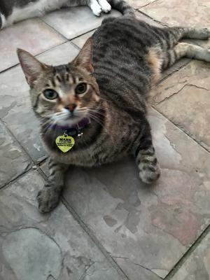 Image of Mark, Lost Cat