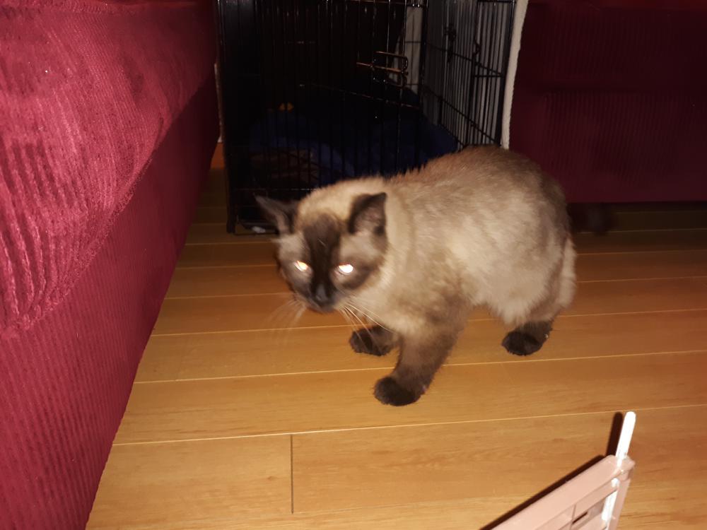 Image of Sammy, Found Cat