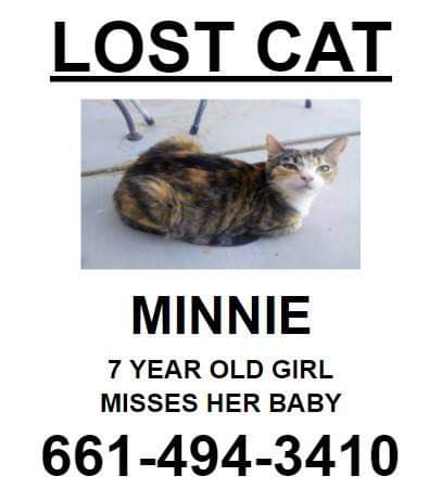 Image of Minnie, Lost Cat