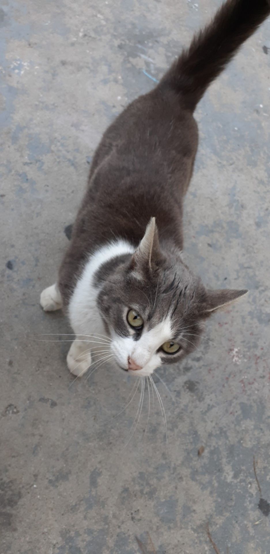 Image of Sho, Lost Cat