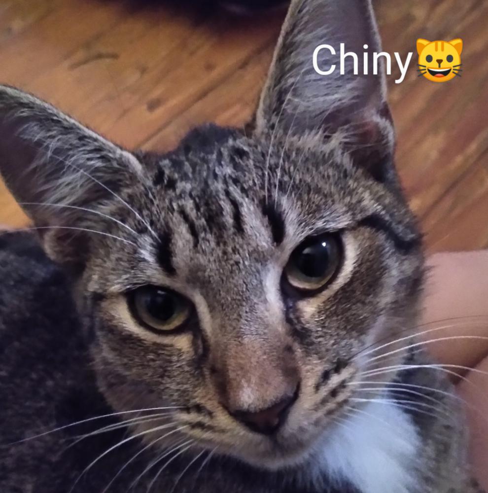 Image of Chiney, Lost Cat