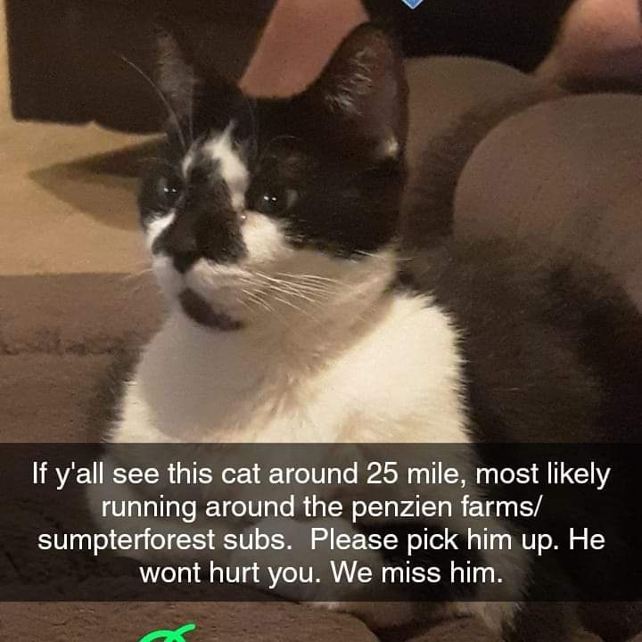 Image of Sly, Lost Cat