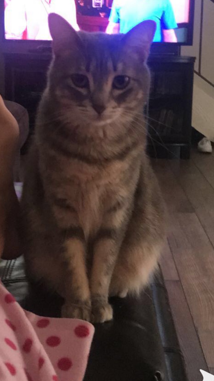 Image of Molly, Lost Cat