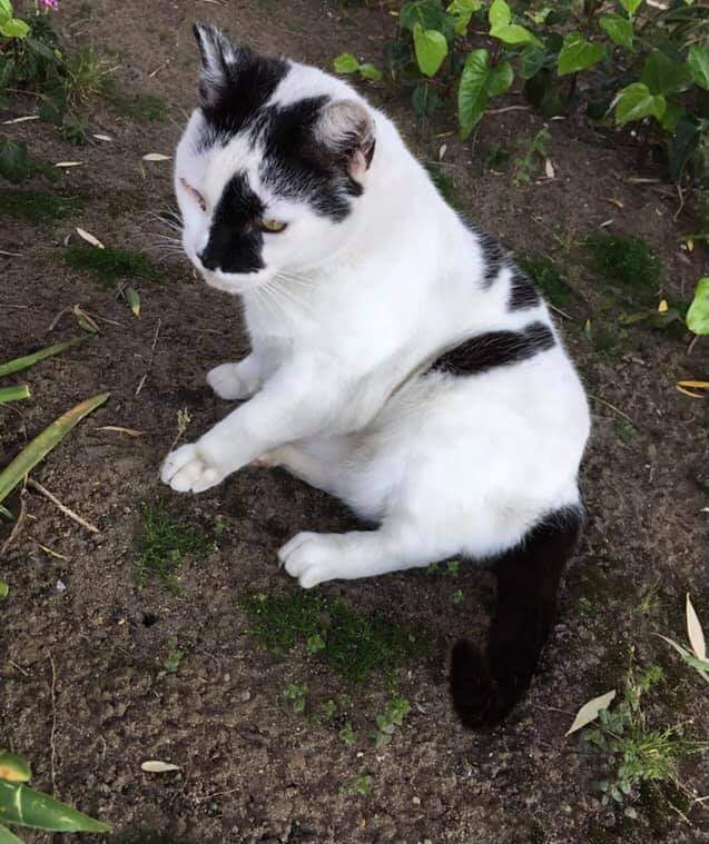 Image of Pinto, Lost Cat