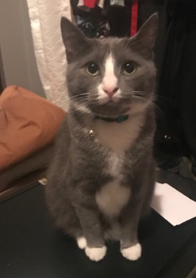 Image of BB, Lost Cat