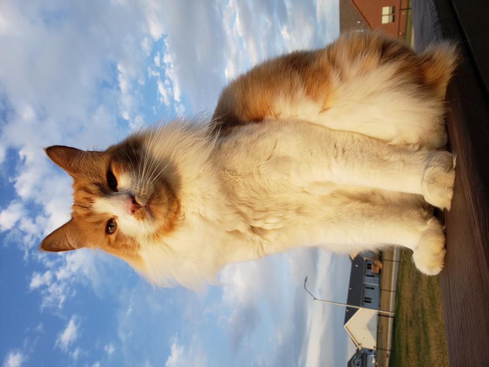 Image of Jameson, Lost Cat