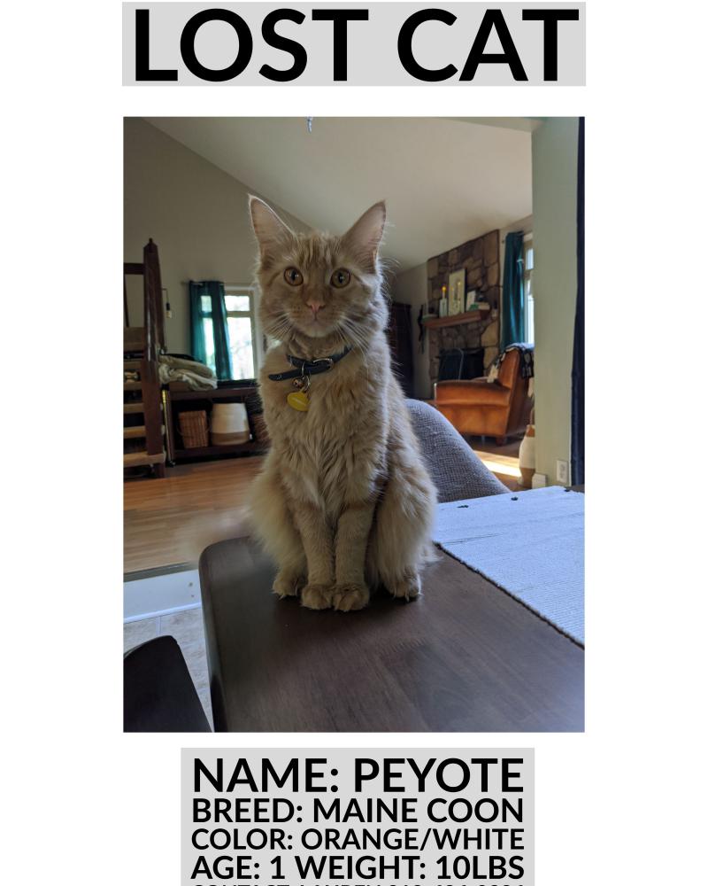 Image of Peyote, Lost Cat