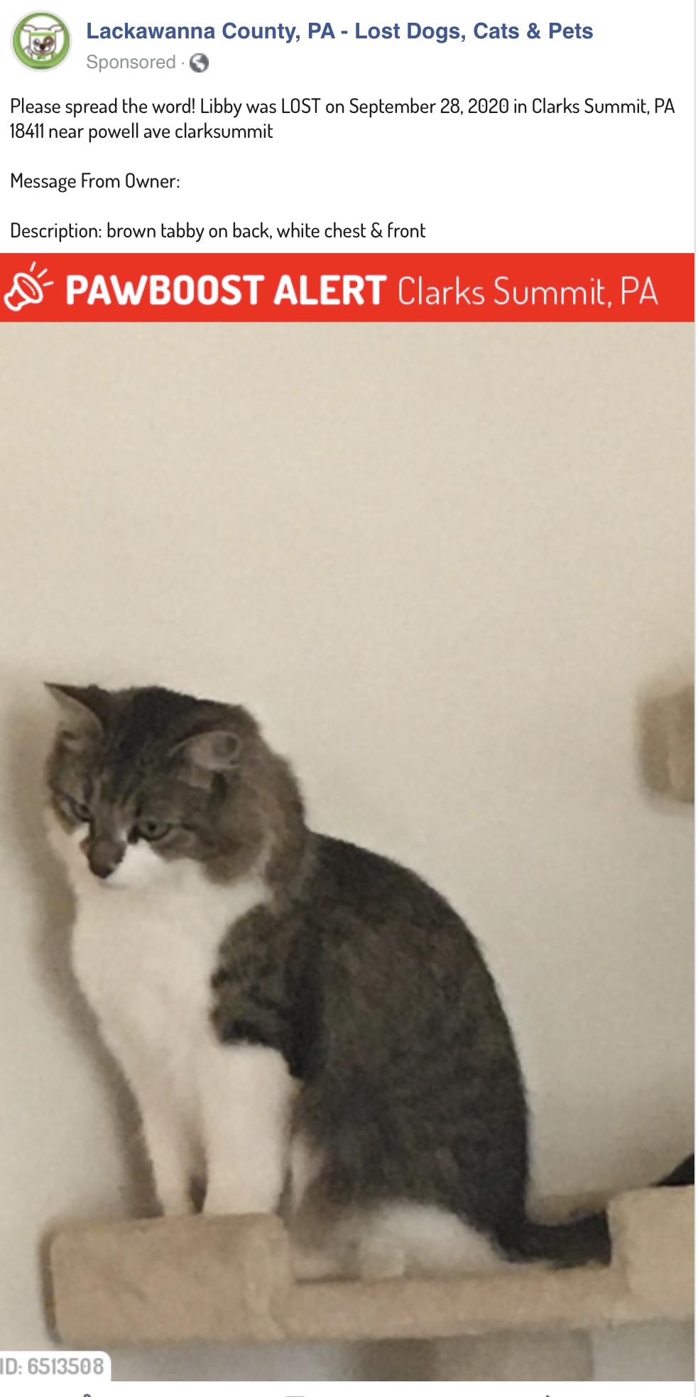 Image of libby, Lost Cat