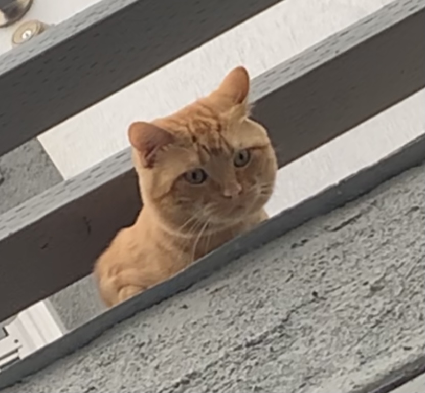Image of Peter, Lost Cat