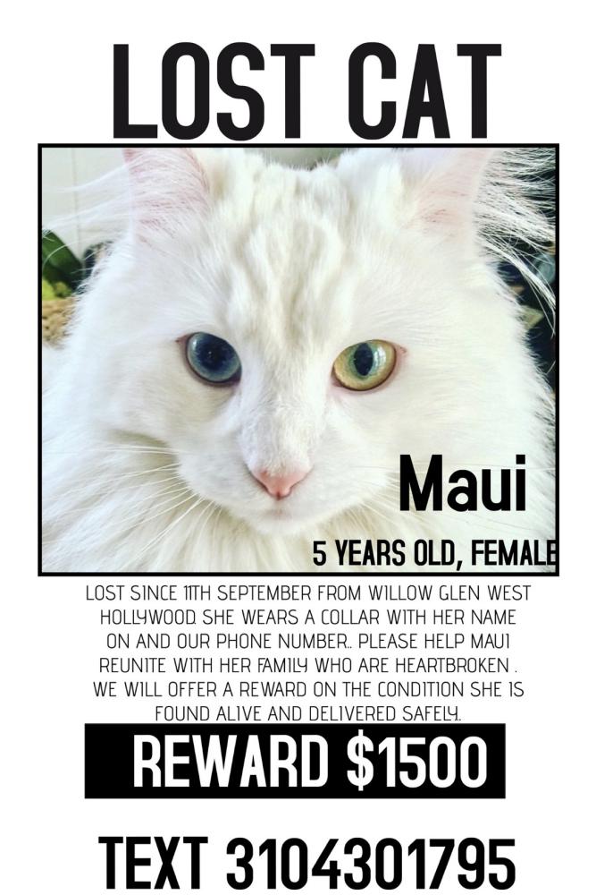 Image of Maui, Lost Cat