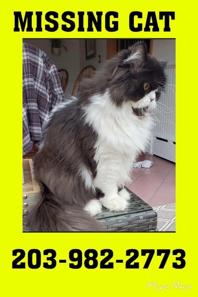 Image of spookley, Lost Cat