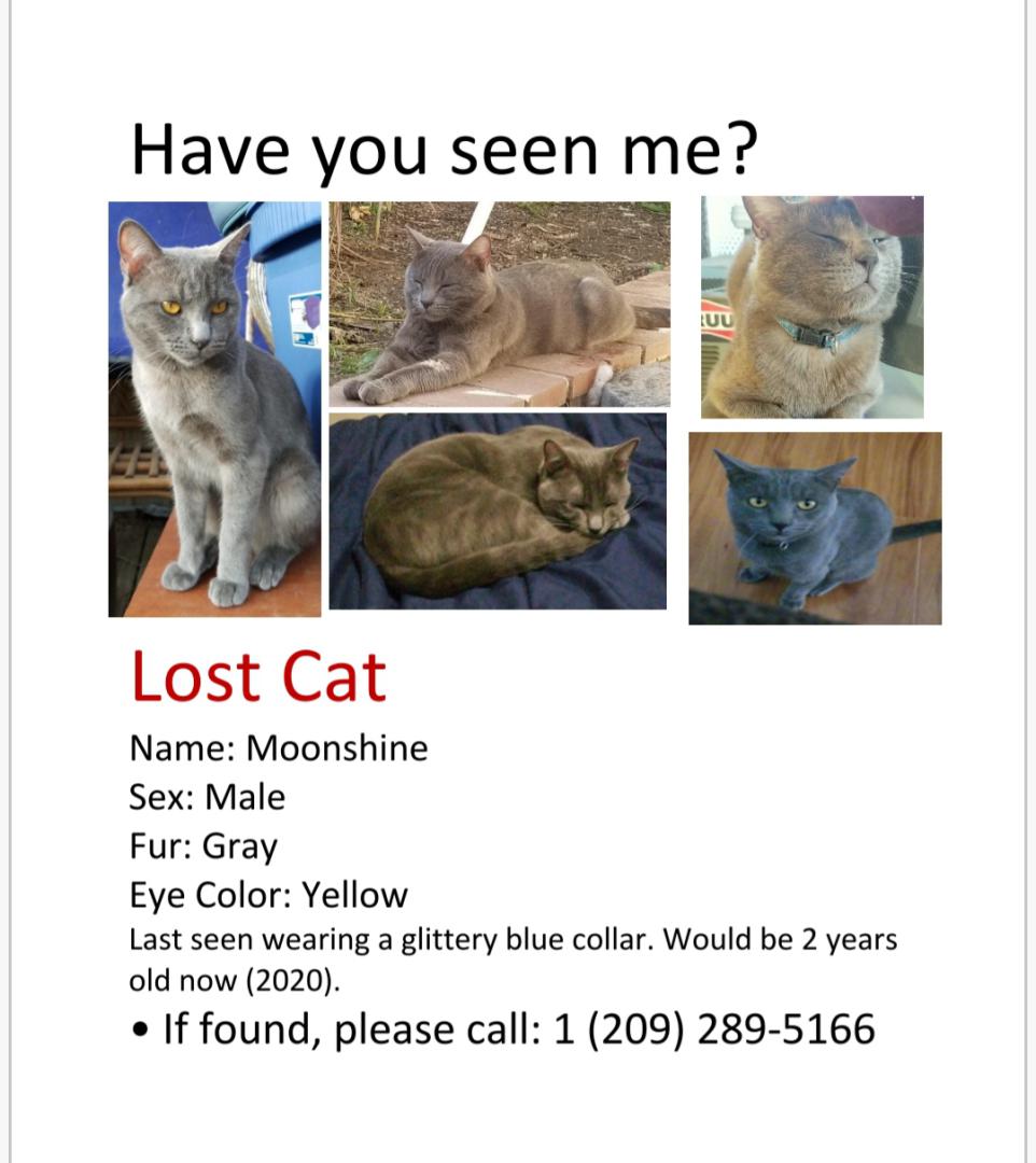 Image of Moonshine, Lost Cat