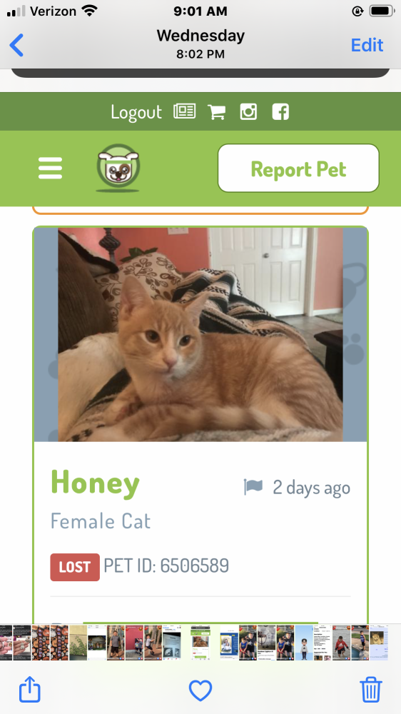 Image of Honey, Lost Cat