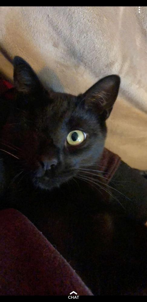 Image of Toothless, Lost Cat