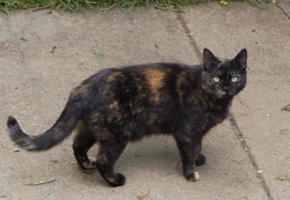 Image of pepper, Lost Cat