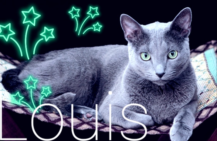 Image of Louis, Lost Cat