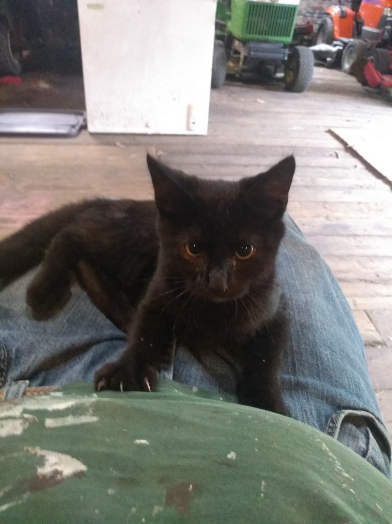 Image of Little black, Lost Cat