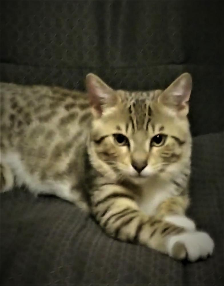 Image of Kazuma, Lost Cat