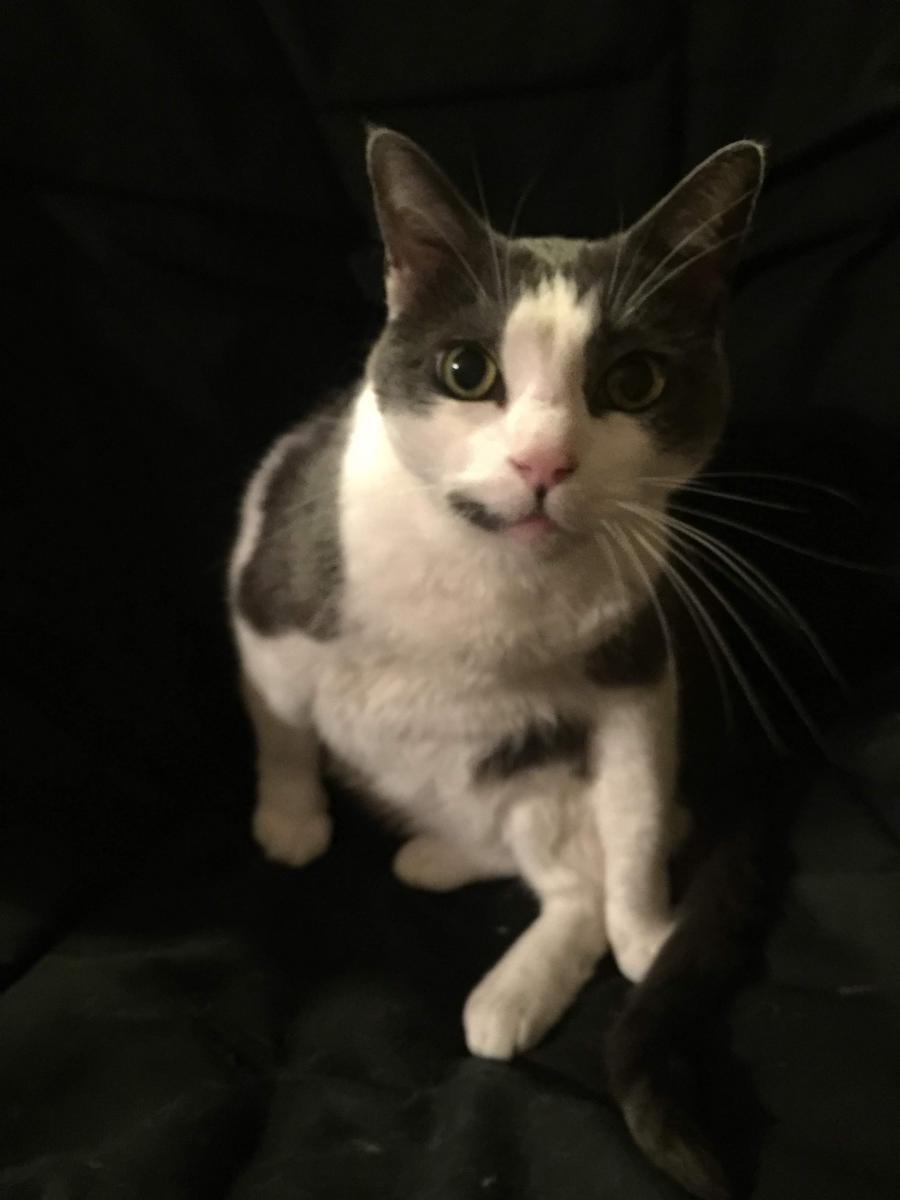 Image of Petey, Lost Cat