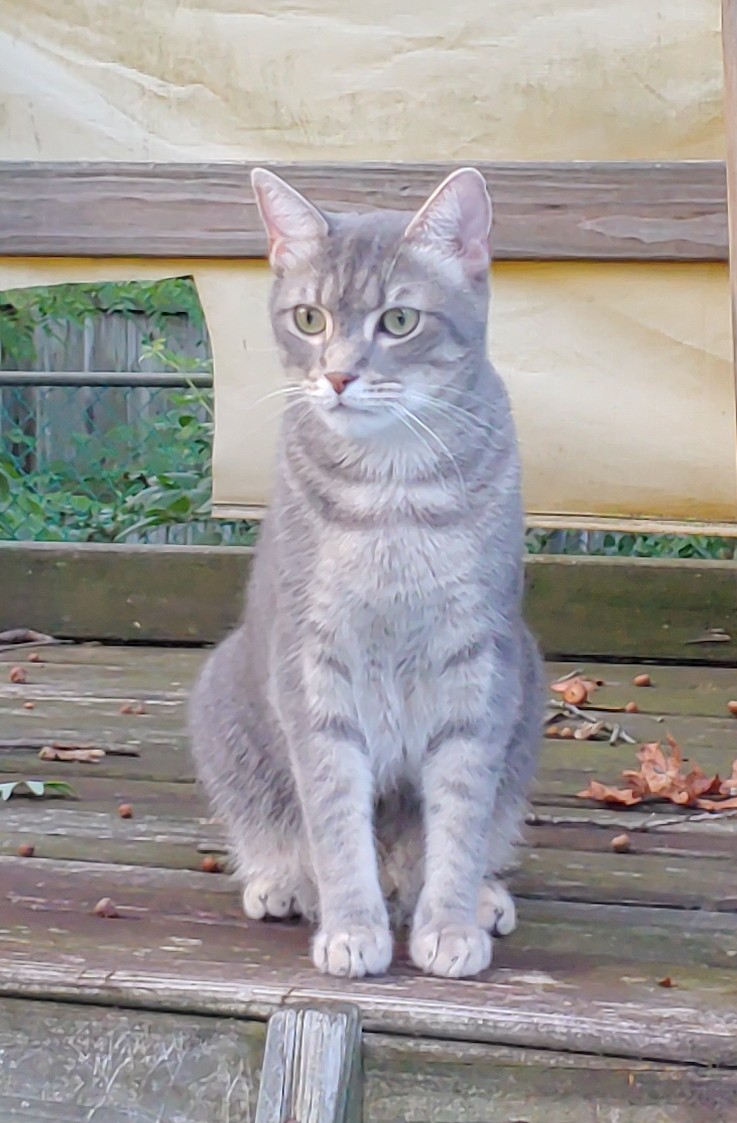 Image of Sully, Lost Cat