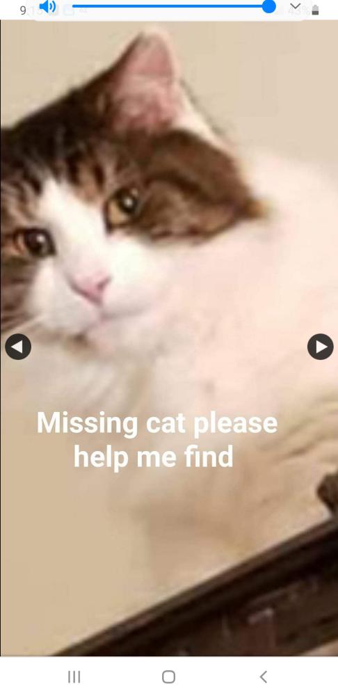 Image of Thunder, Lost Cat