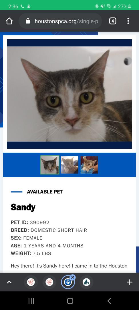 Image of Sandy, Lost Cat