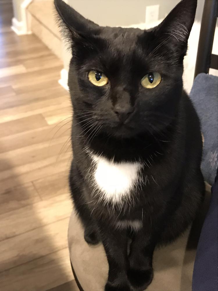 Image of Booboo, Lost Cat