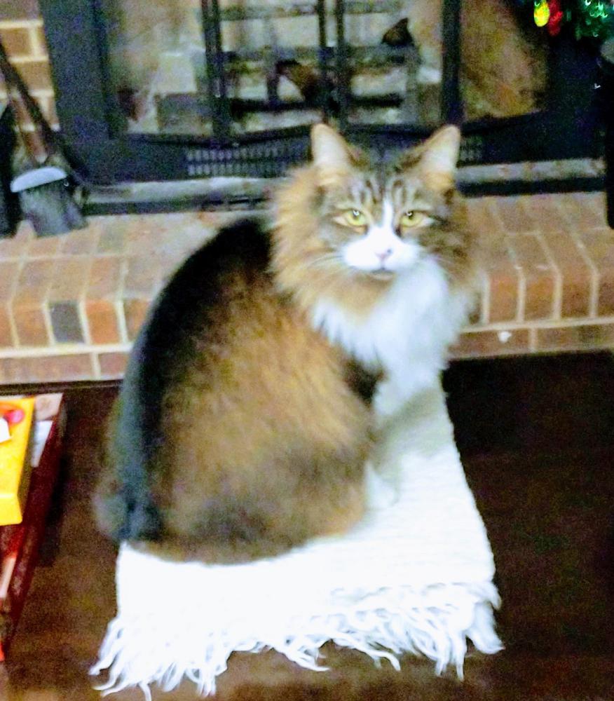 Image of Heidi, Lost Cat