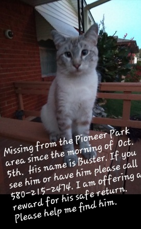 Image of Buster, Lost Cat