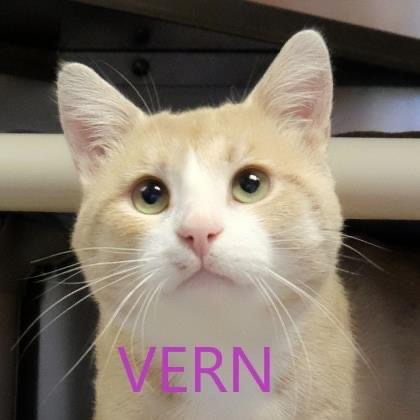 Image of Vern, Lost Cat
