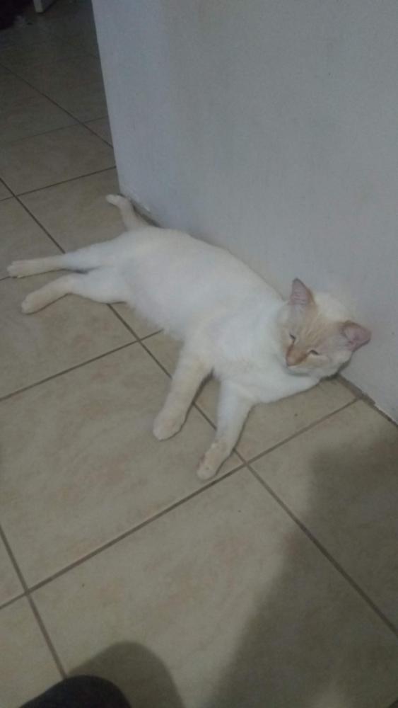 Image of Maru, Lost Cat